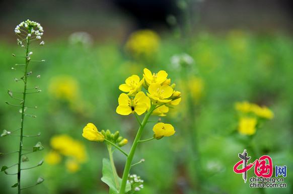 油菜花在我國(guó)栽培較廣，以長(zhǎng)江流域和以南各地為最多。湖北省是油菜花產(chǎn)地之一。李剛攝