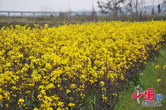 菜薹是湖北的特產(chǎn)，與油菜花同屬十字花科，但色彩較油菜花艷麗。李剛攝