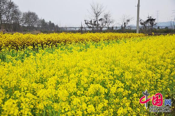 油菜花與菜薹競(jìng)相開(kāi)放。李剛攝