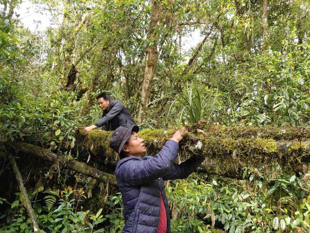 蘭花歸野。圖片由山水自然保護(hù)中心提供